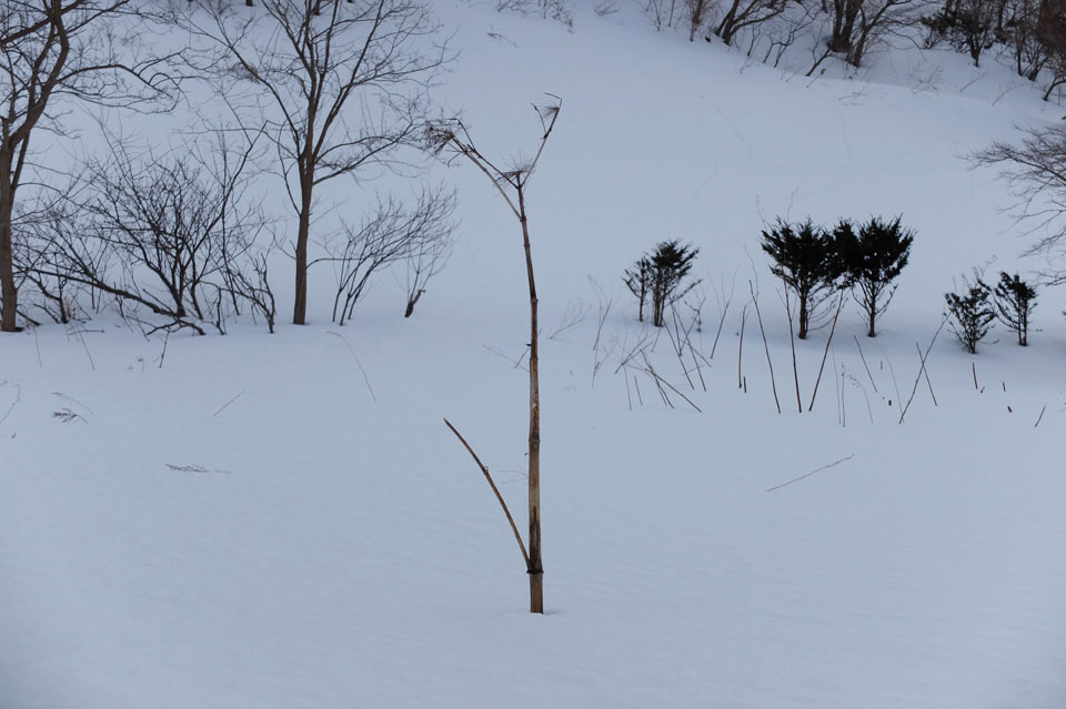 FUJIFILM X20 雪
