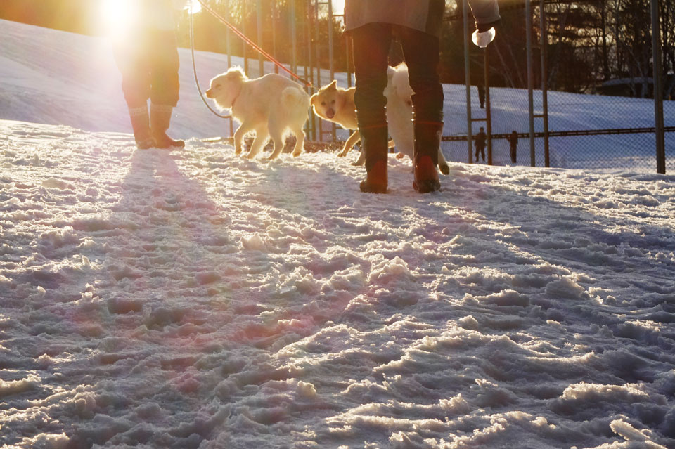 FUJIFILM X20 雪と夕日と犬の写真08