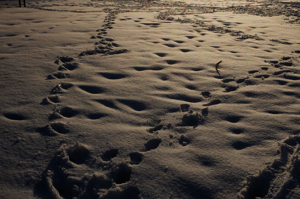 FUJIFILM X20 雪と夕日の写真04