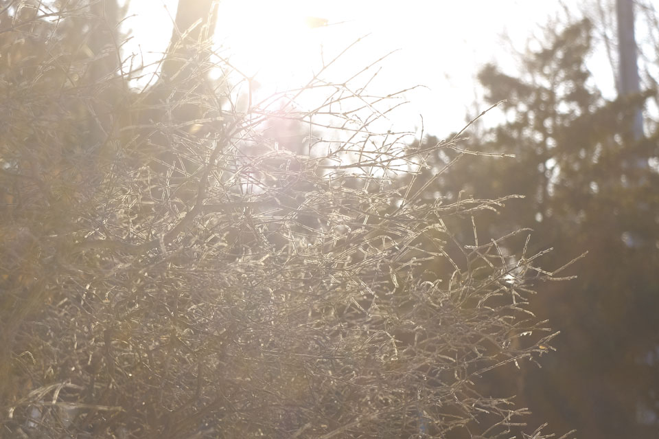FUJIFILM x20 逆光