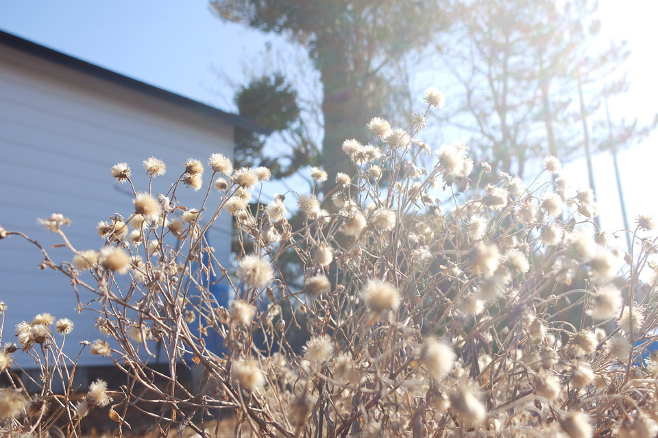 FUJIFILM X20わたげ