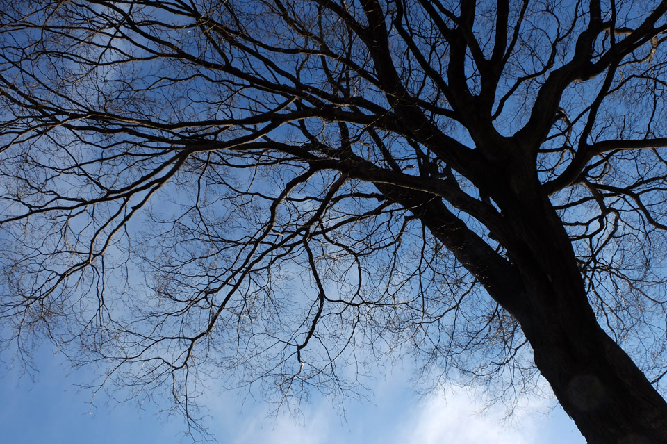 FUJIFILM X20枝