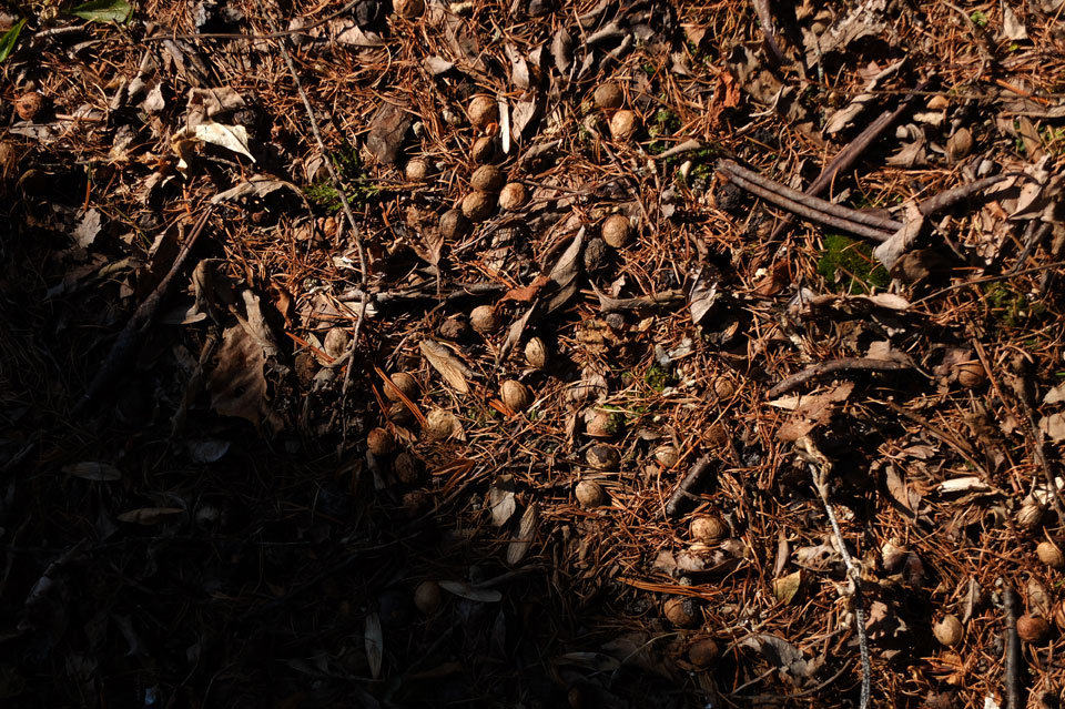 FUJIFILM X20雪解け02