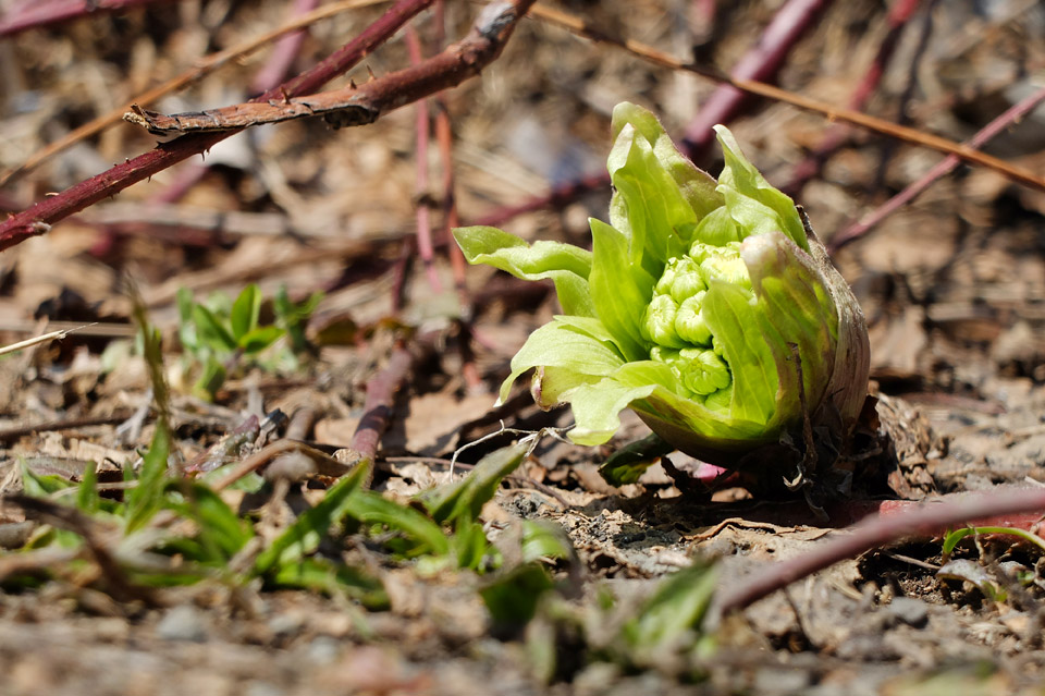 FUJIFILM X20 フキノトウ写真1