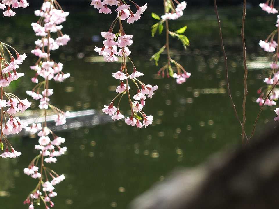 FUJIFILM X20 写真サンプル 春