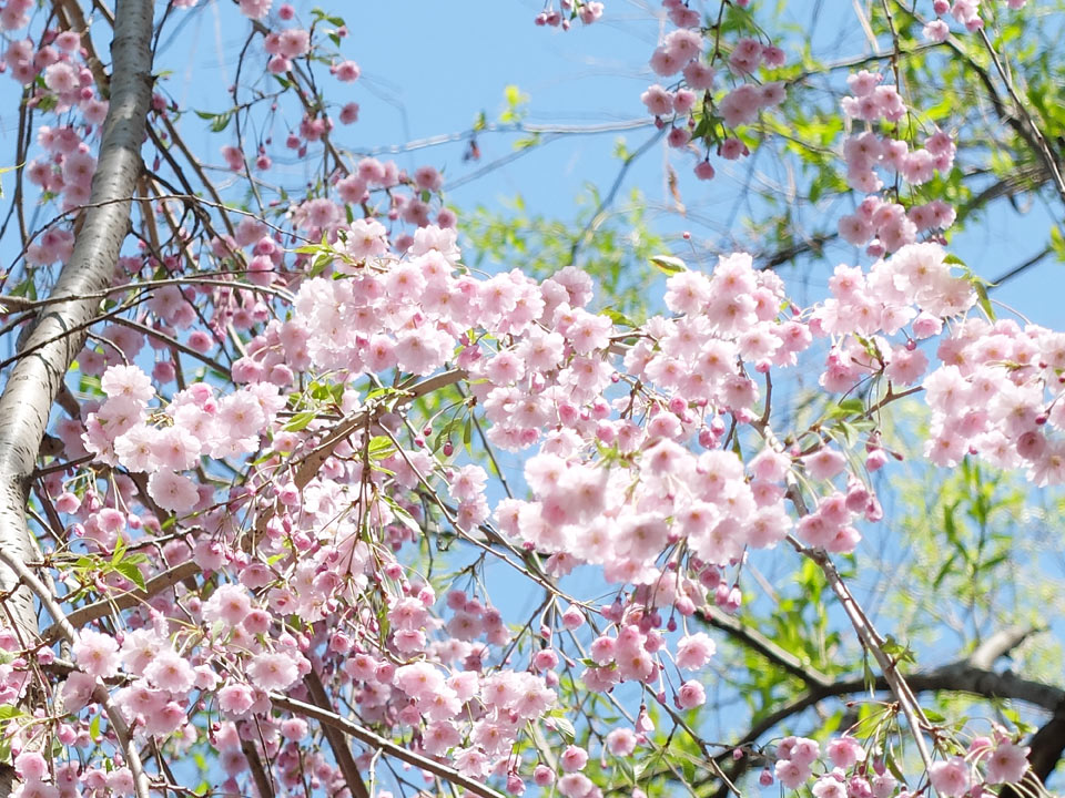 FUJIFILM X20 写真サンプル 春