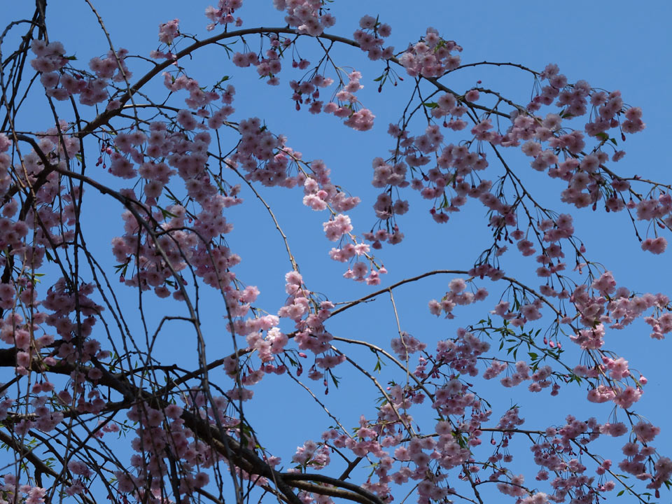 FUJIFILM X20 写真サンプル 春