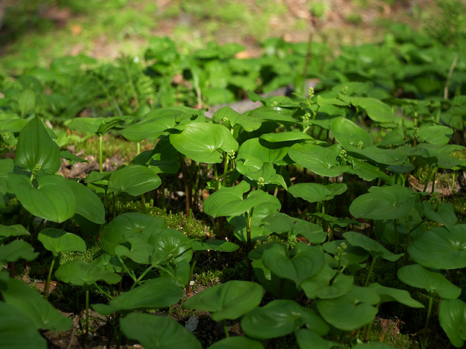 FUJIFILM X20 写真サンプル 春