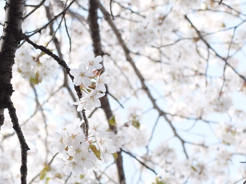 FUJIFILM X20 写真サンプル 春