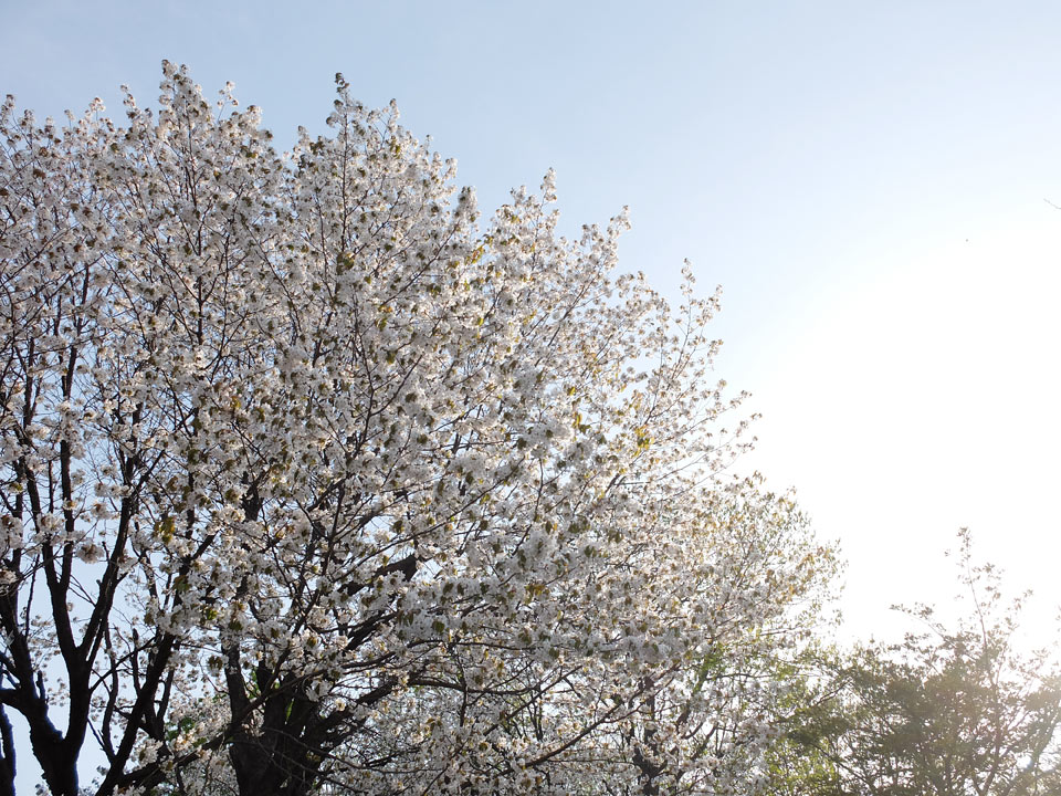 FUJIFILM X20 写真サンプル 春