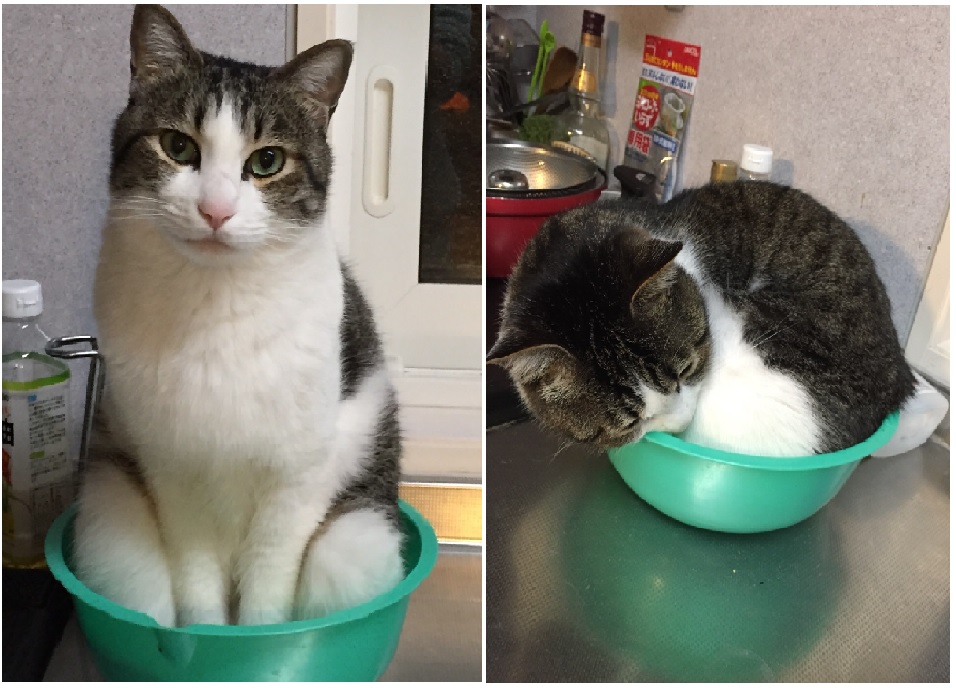 第1回 至福ねこフォトコンテスト結果発表 かぎしっぽ