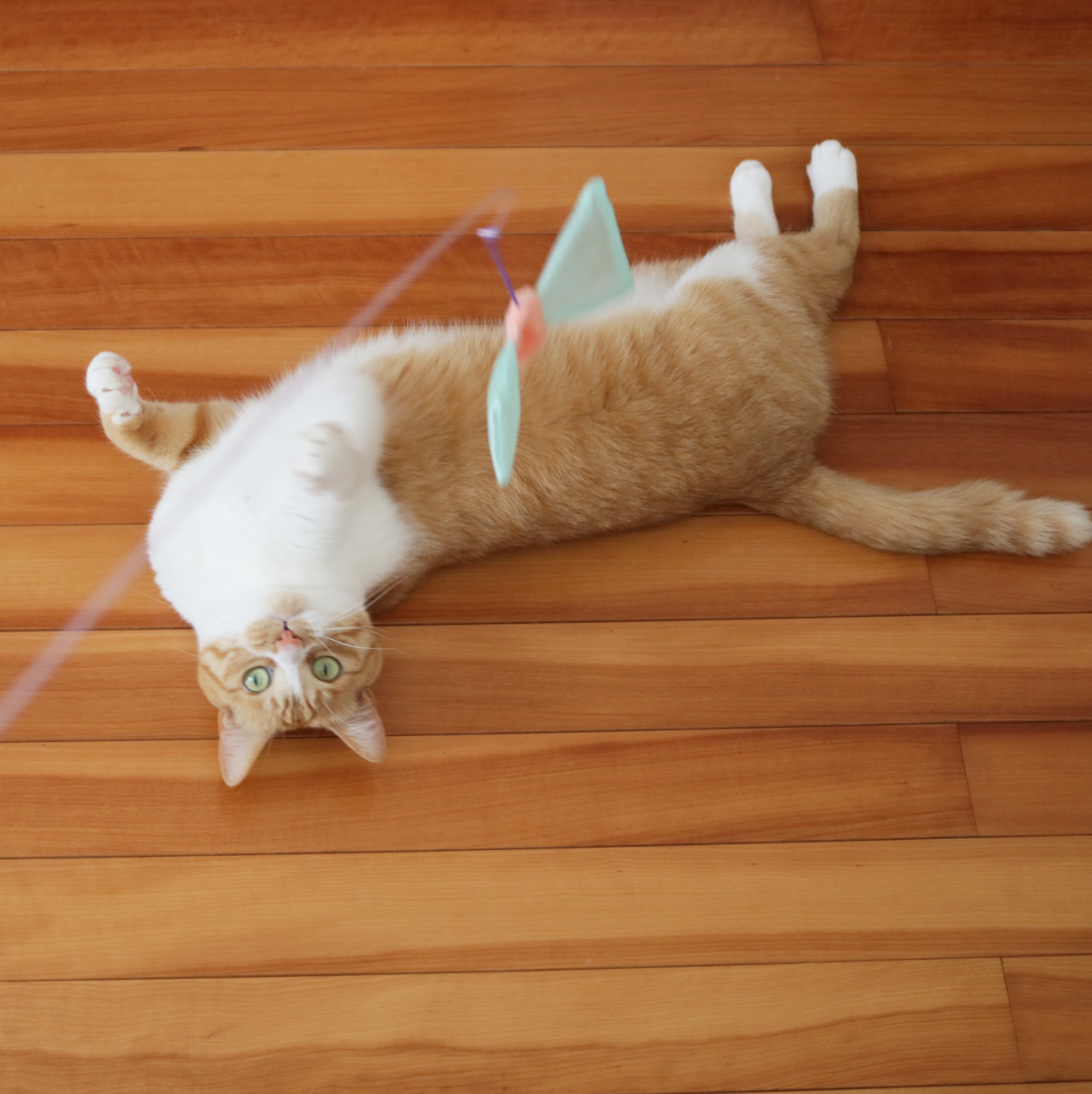 猫印ミルク ステンレスボトル | かぎしっぽ