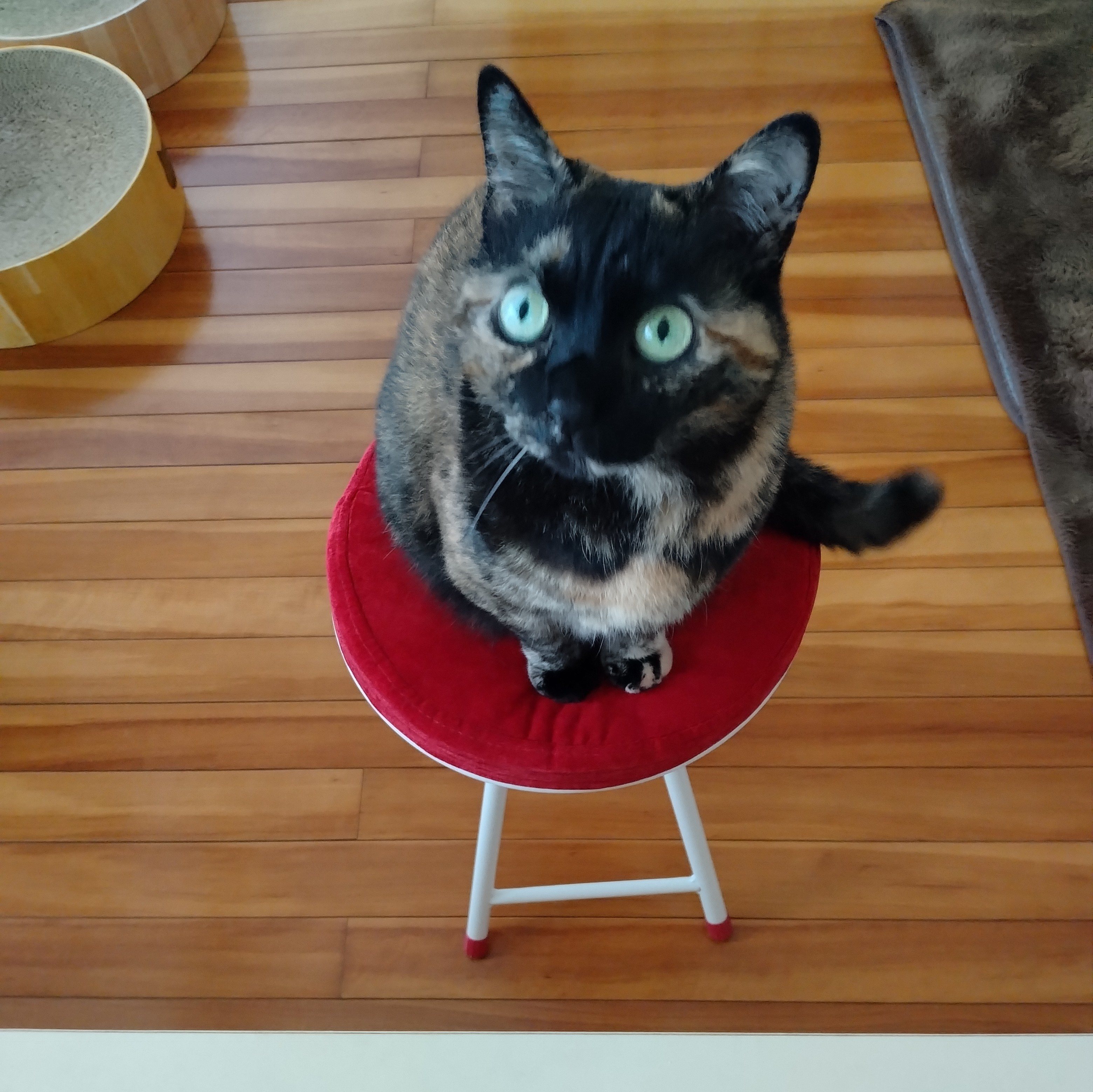 ねこたマート | かぎしっぽ