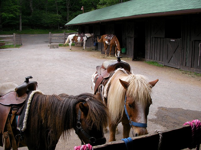 HORSEBACK RIDING