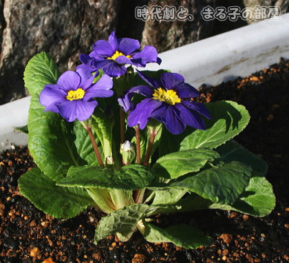 プリムラ