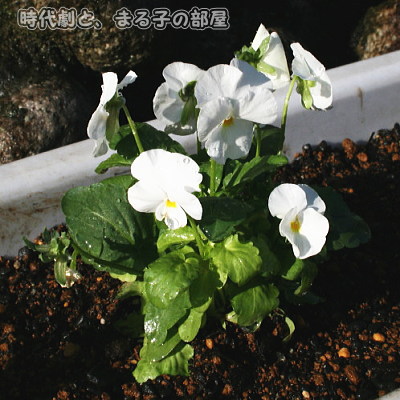 ビオラ