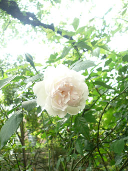 薔薇咲く☆画8