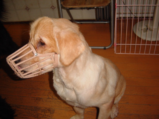 とおる君の近況報告 ポチたま会の犬猫保護日記