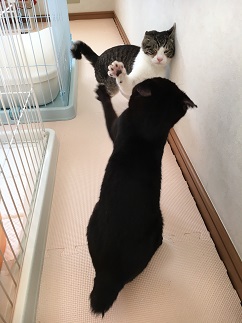 19年02月10日の記事 ポチたま会の犬猫保護日記