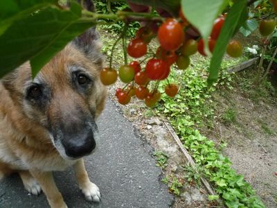 20130501さくらんぼ