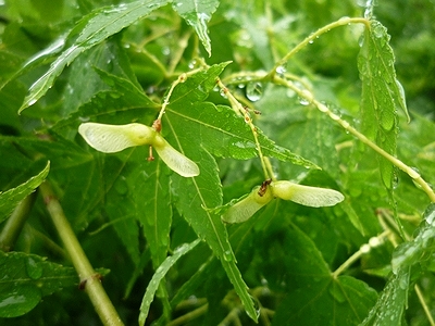 20130603.jpg