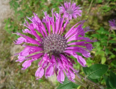 20130705-3.jpg