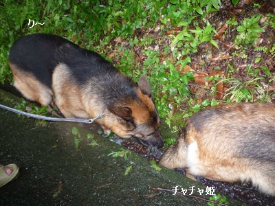 20130706-3.jpg