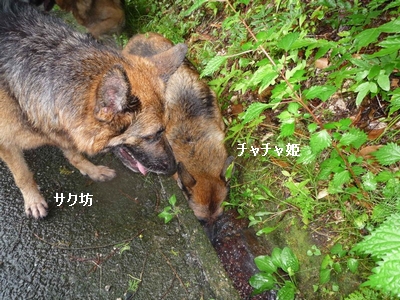 20130706-4.jpg