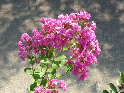 20130911-1.jpg