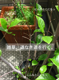 道なき道。