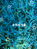 キラキラ星