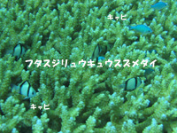 フタスジリュウキュウスズメダイ