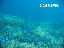 どこまでも珊瑚