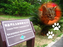 特別ちゃん