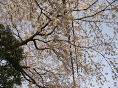 近所の桜