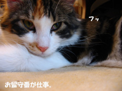 お留守番かかり
