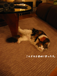 名古屋ネコ。