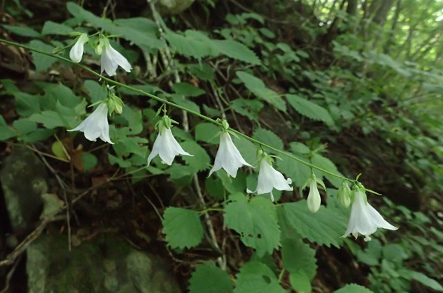 ソバナ白花
