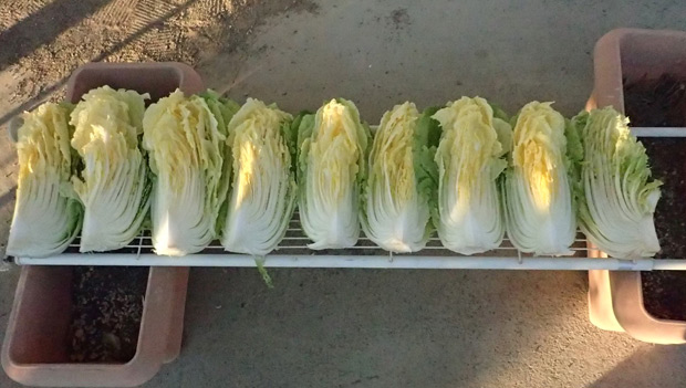 白菜干し