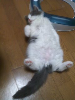 バニラ