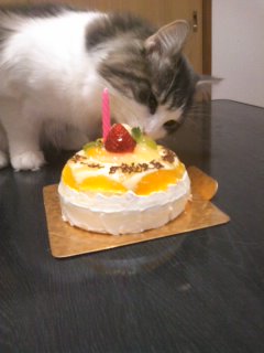 110522誕生日ケーキ