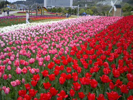 明石海峡公園 チューリップ