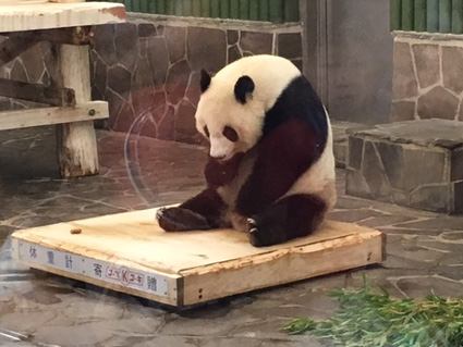 王子動物園パンダ