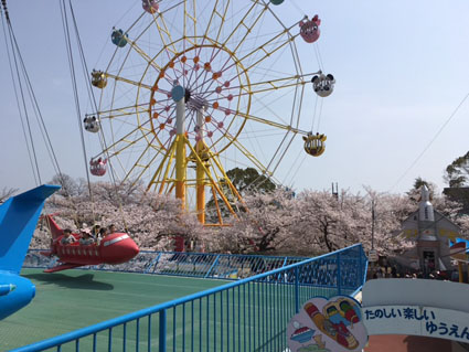 王子動物園の桜
