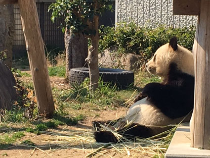 王子動物園パンダ