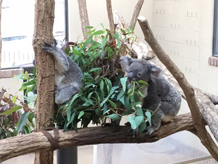 王子動物園のコアラ