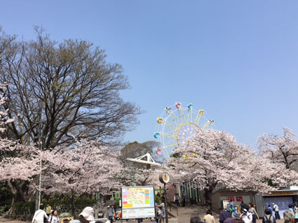 王子動物園の桜
