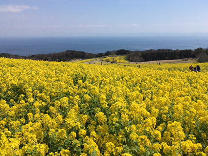 淡路島 花さじき