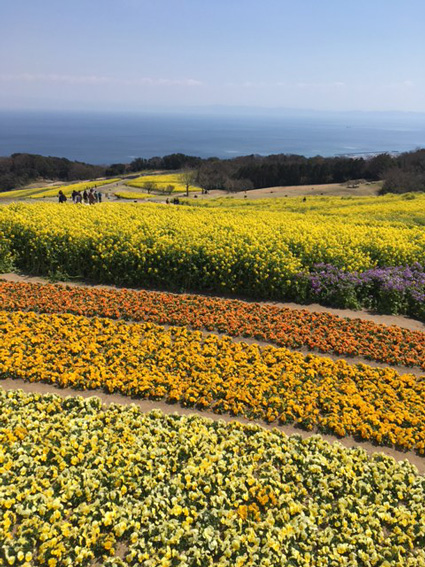 淡路島 花さじき