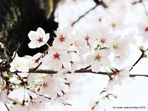 桜2016-2